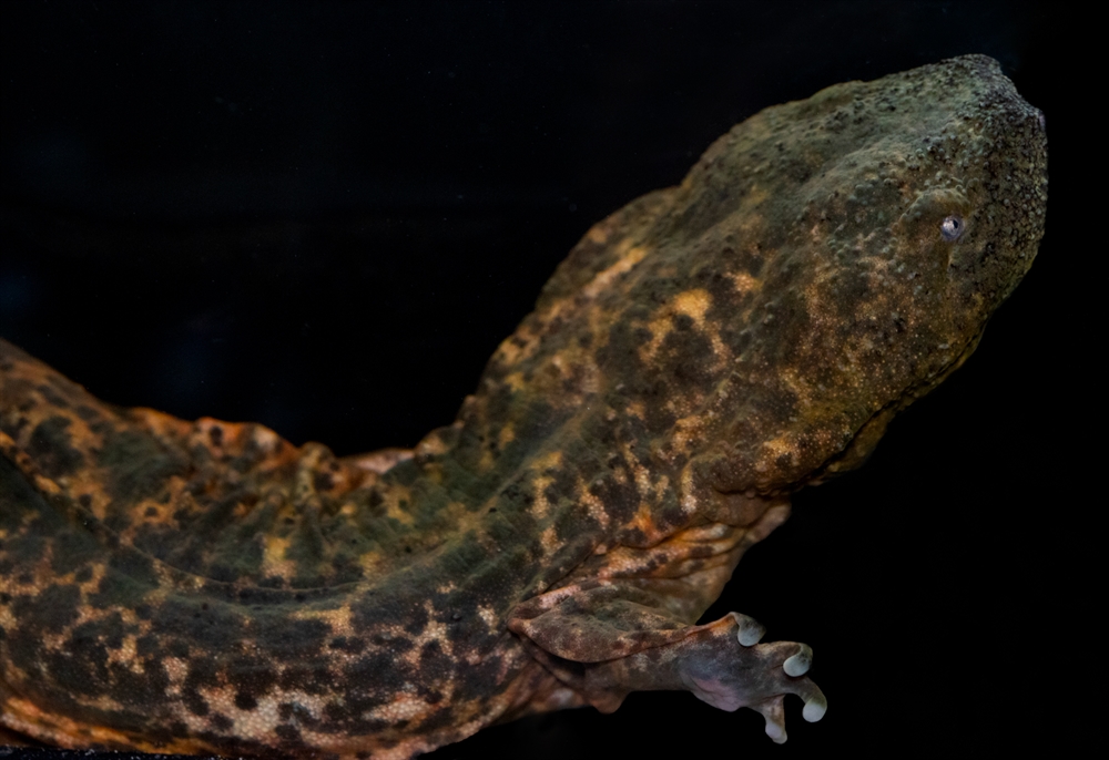 RISK/HELL’S ANIMALS 国内盤 帯付！リスク/ヘルズ・アニマルズ Wild World: Top 10 Animals at Risk by Brenna Maloney | The